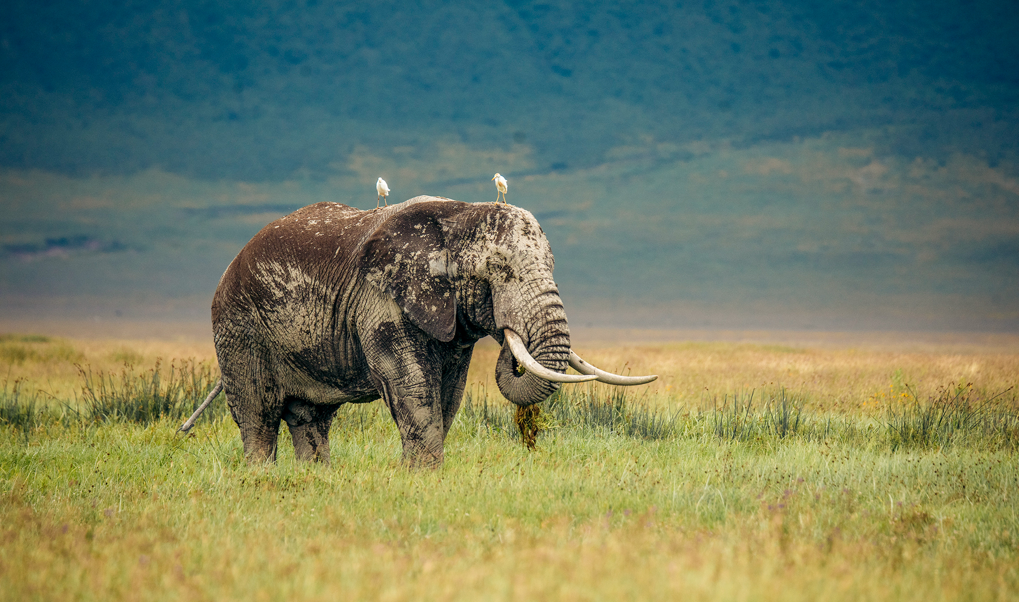 Tanzania Safaris 25