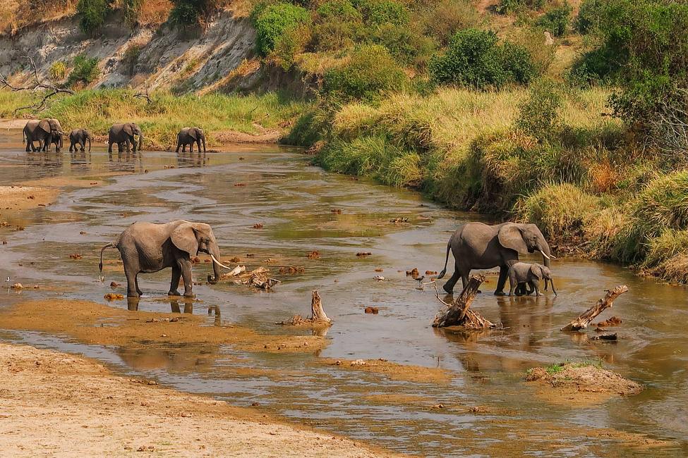 Tanzania Safaris 39